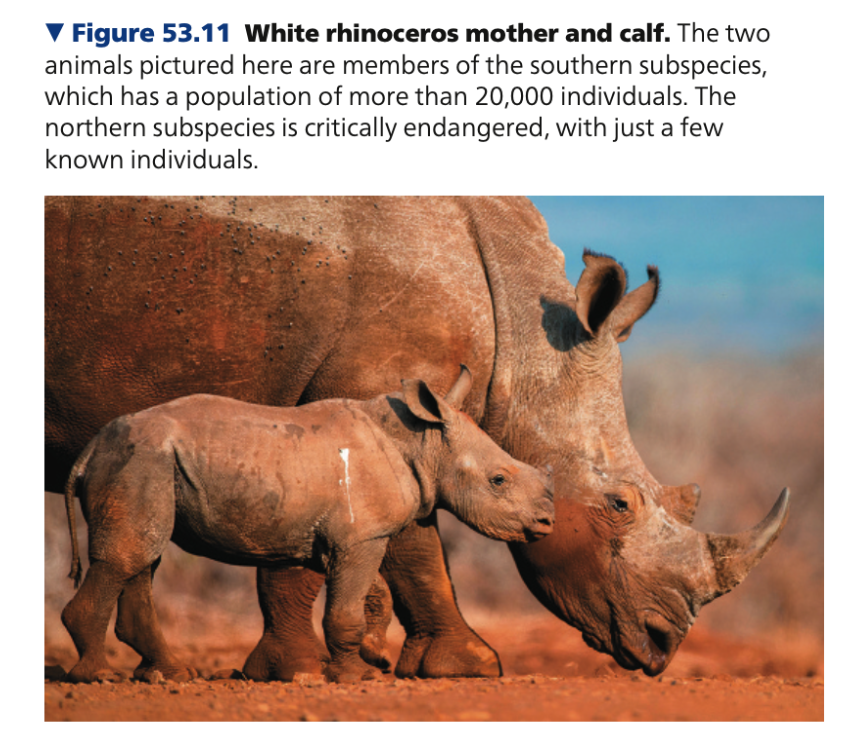 Logistic model & real populations
● Provides a useful starting point for thinking about how populations grow and for constructing more complex models
○ Similar to the role played by the ________ equation for thinking about the evolution of populations
● Also important in ______ biology
○ Conservation biologists can also use
the model to estimate the critical size below which populations of certain organisms may become extinct (white rhinoceros- Ceratotherium simum)