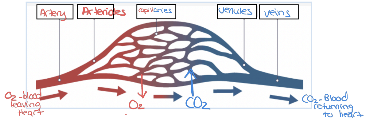 <p>are responsible for transporting blood throughout the body.</p><p>Three main types: arteries, veins, and capillaries.</p><p>● (Leaving the heart) Arteries branch into arterioles which branch off into capillaries</p><p>● Capillaries then branch off into venules which branch into larger veins (Returning to the heart)</p>