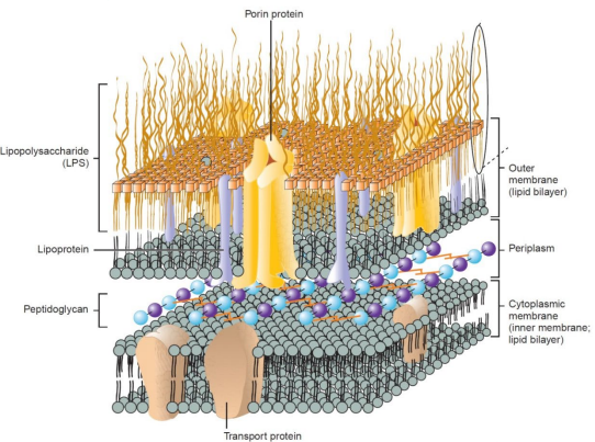 <ul><li><p>Acetone removes outer membrane; thin peptidoglycan cannot retain crystal violet/iodine = decolourised</p></li><li><p>Counterstaining with safranin = cells appear red</p></li><li><p>Thin peptidoglycan with porin channels allow diffusion of nutrients</p></li></ul><p></p>