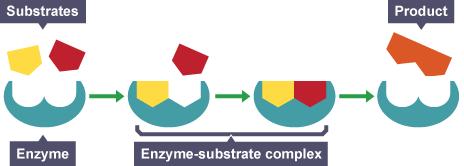<p>substrate fits into its enzyme just like a key fits a lock, specific to each other and can be used again</p>