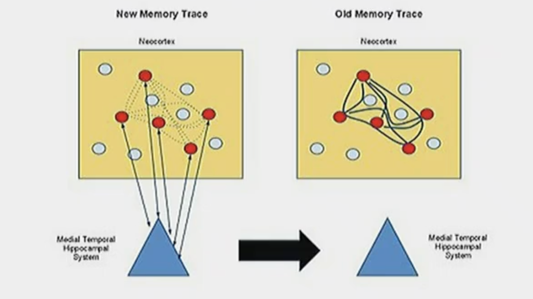 <p><strong>Standard Model</strong></p><p></p><p>Both semantic and episodic memory are stored in the cortex with many different neurons. The hippocampus (the triangle) then supports the activation of the neurons inside the cortex while they form cortical connections. Once they form cortical connections, the memory is made. Hence, why memory consolidation needs the hippocampus.</p><p></p><p>When the connections have been made, the the hippocampus is not needed anymore (that’s why we don’t need the hippocampus for retrieval). </p>
