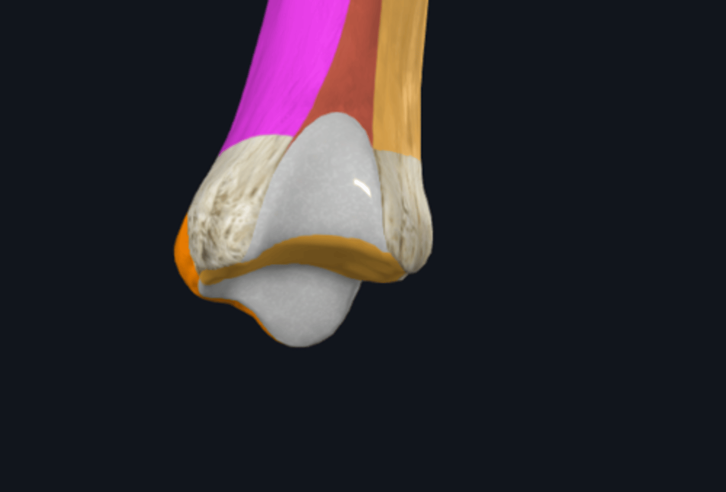 <p>incisura fibularis</p>