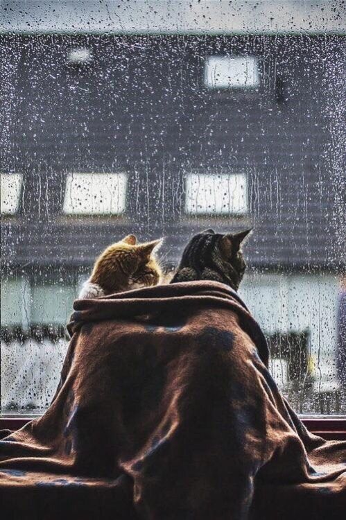 <p>rain</p>