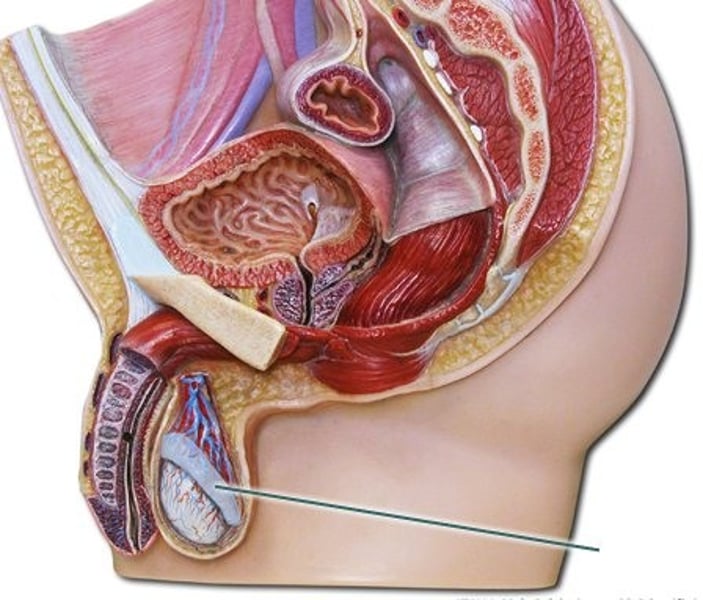 <p>Duct located above seminiferous tubules</p><p>-<strong>Storage and maturation of sperm</strong></p>