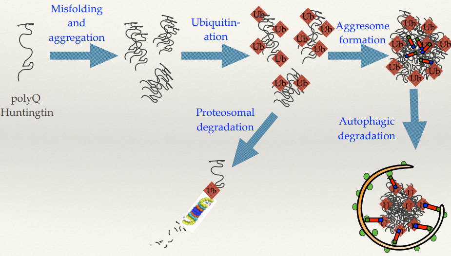 <ul><li><p>(SEE IMAGE) <strong>Misfolding and aggregation</strong> --&gt; <strong>ubiquitination</strong> (also then --&gt; <strong>proteosomal degradation</strong>) --&gt; <strong>aggresome formation</strong> --&gt; <strong>autophagic degradation.</strong></p></li><li><p>Misfolded and aggregated polyQ Huntingtins are:</p><ol><li><p><strong>Ubiquitinated</strong>: Tagged with ubiquitin for recognition.</p></li><li><p><strong>Proteosomal degradation</strong>: Directed to the proteosome for breakdown.</p></li><li><p><strong>Aggresome formation</strong>: If proteasomal degradation is insufficient, aggregates are sequestered into an aggresome.</p></li><li><p><strong>Autophagic degradation</strong>: Aggresomes are cleared via autophagy.</p></li></ol></li></ul><p></p><ul><li><p>Aggresome: very large aggregates of lots of misfolded proteins lumped together. Theory is that sequestering them away from the body/rest of the cell, the large aggresomes can then be targeted by autophagy.</p></li></ul><p></p>