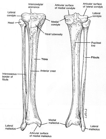 <p>Tibia</p>