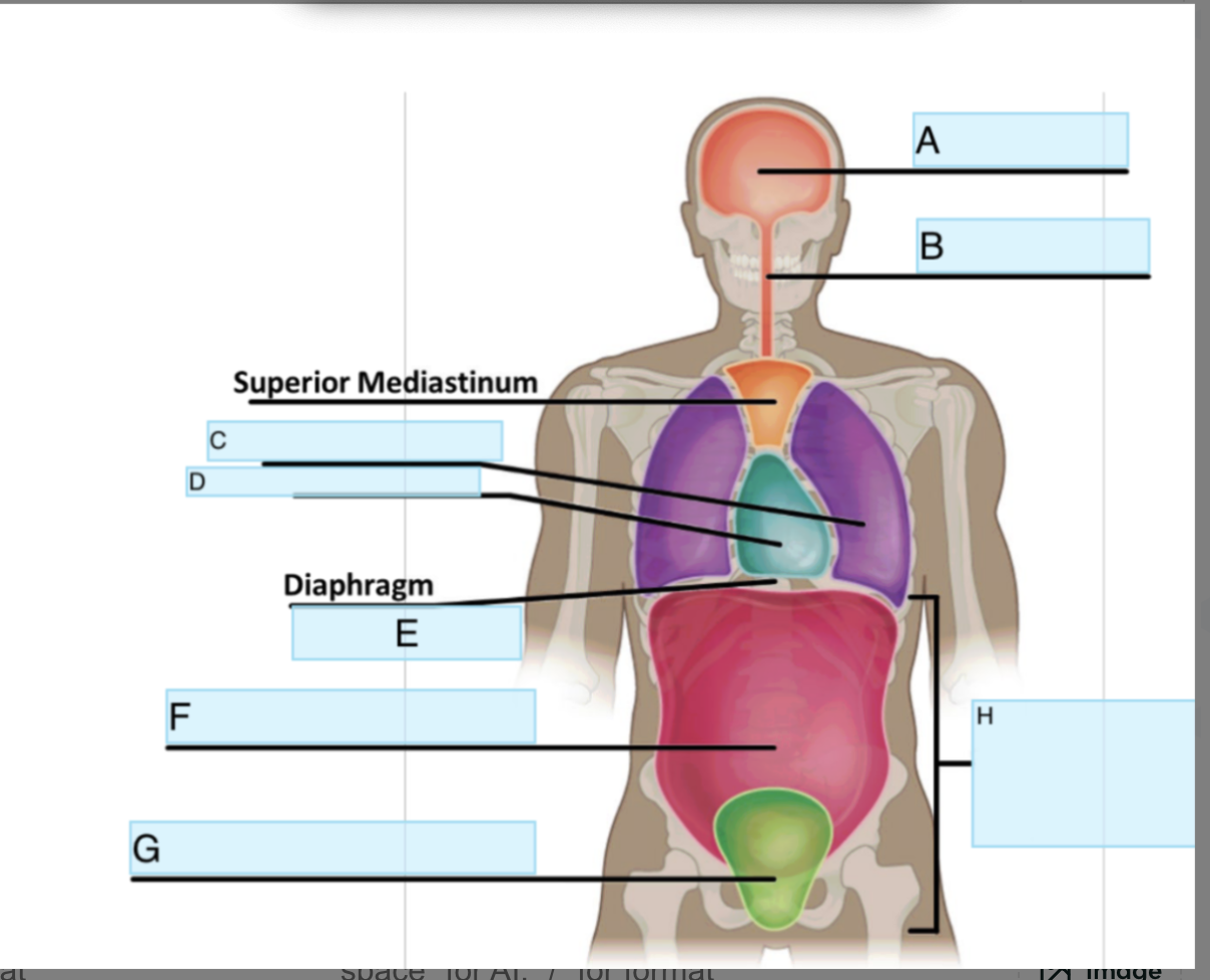 <p>What Cavity is F</p>