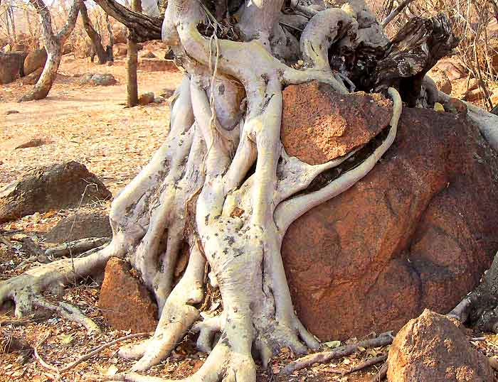 <p>what type of weathering is seen</p>
