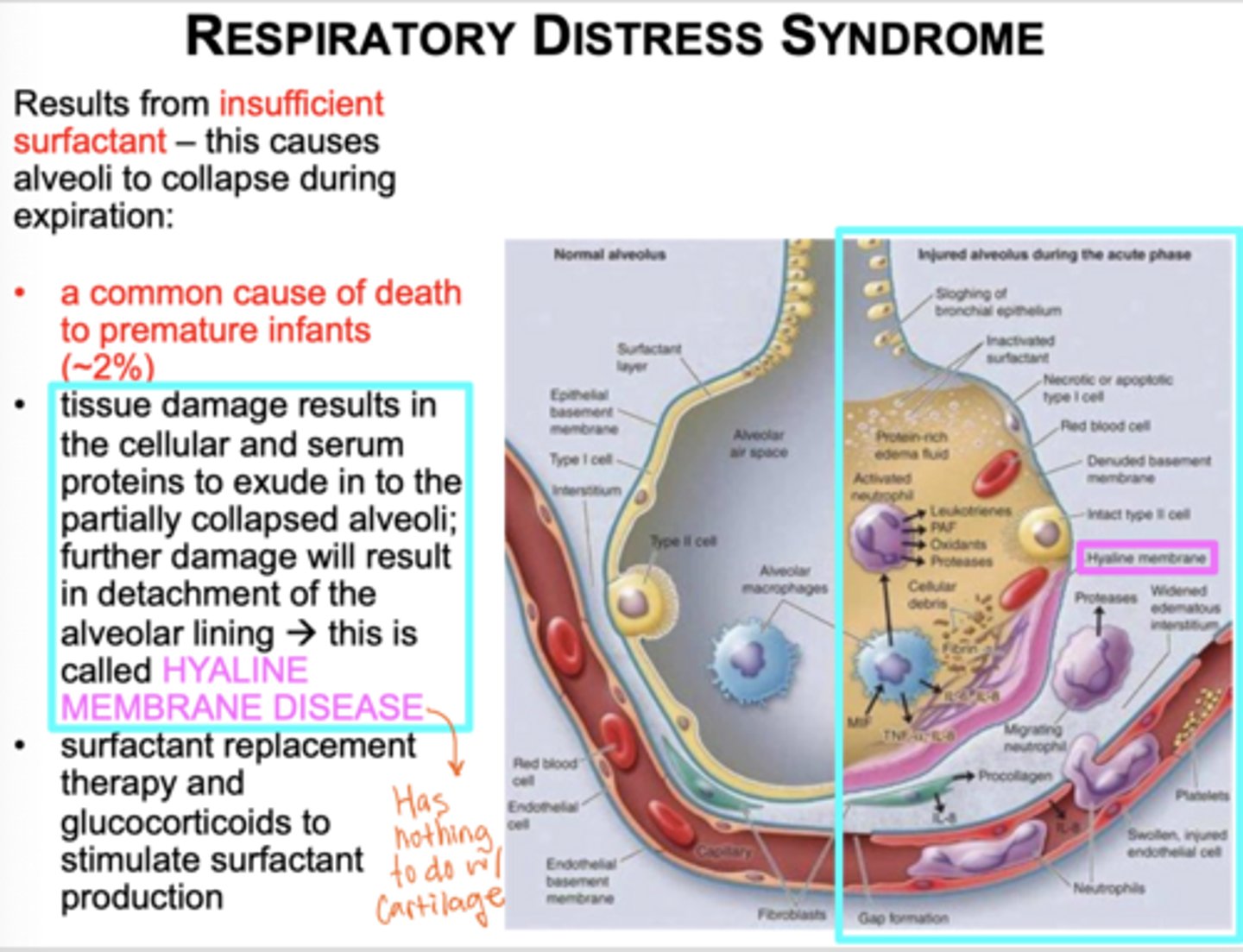 <p>Insufficient surfactant a</p><p>common cause of death to premature infants.</p>