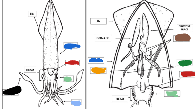 <p>Green anatomy part of this cephalopod?</p>