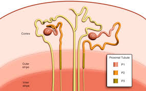 <p><strong>Damage to which of the following areas of a nephron would most likely result in impaired secretion and reabsorption?</strong></p><p>A) Distal tubule</p><p>B) Loop of Henle</p><p>C) Proximal tubule</p><p>D) Collecting tubule </p>