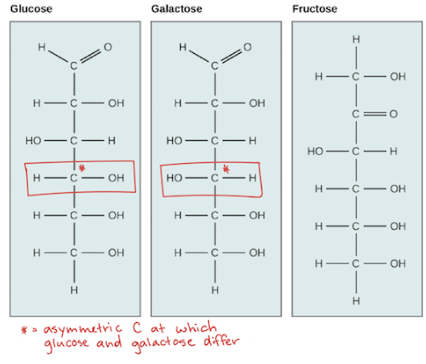 <p>Aldehyde - glucose and galactose</p><p>Ketone - Fructose</p>