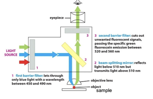 <p>place an additional barrier filter (#3) to _____________ wavelengths (because #1 and #2 are not perfect)</p>