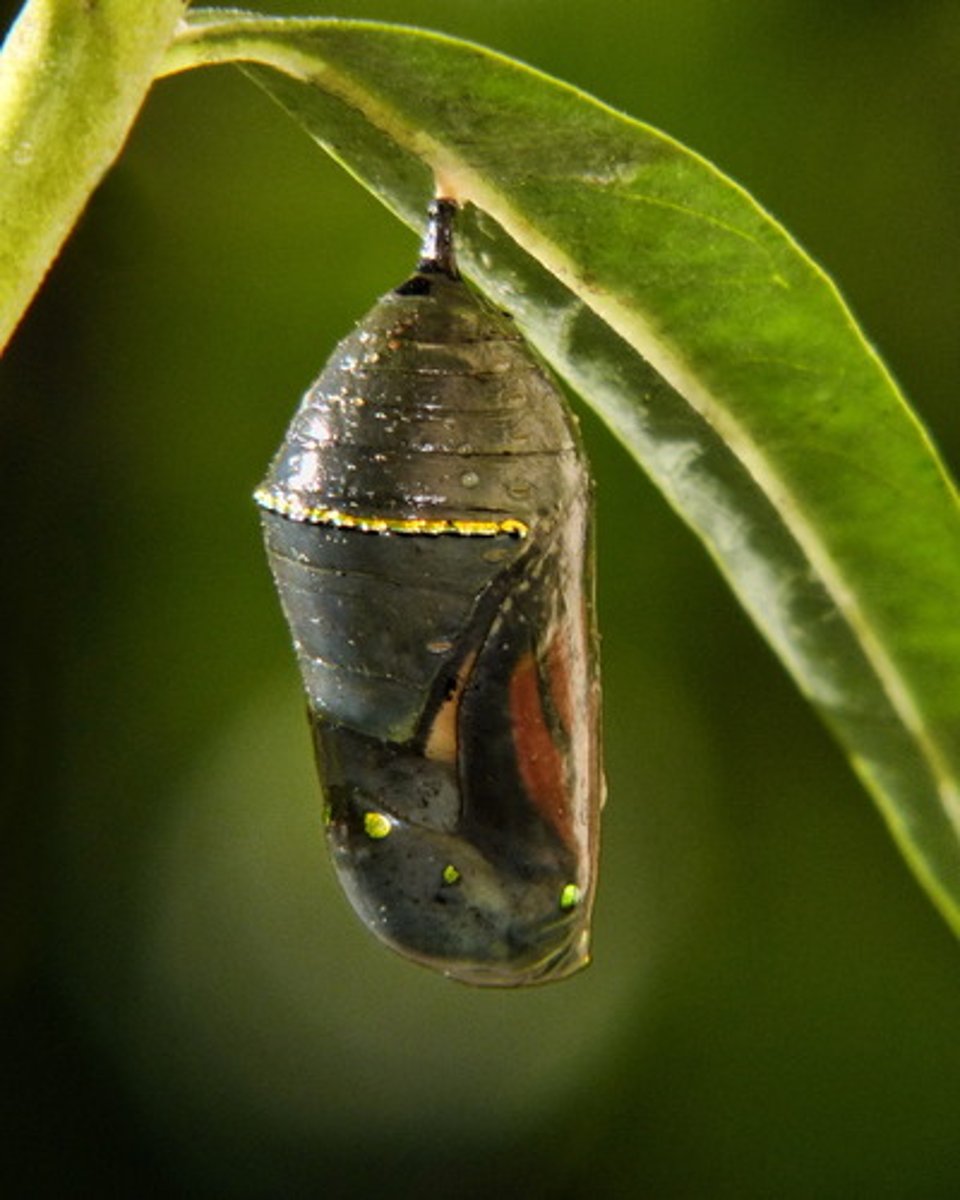 <p>the hard shell where a butterfly changes from a caterpillar to an adult</p>