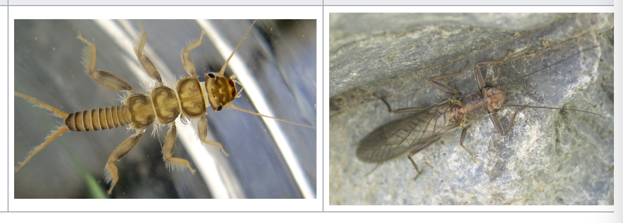 <p>importance: C1, clean water, high O2</p><p>ecology: eaten by fis</p><p>life: IM, egg → nymph → adult</p><p>feeding: carnivorous</p>