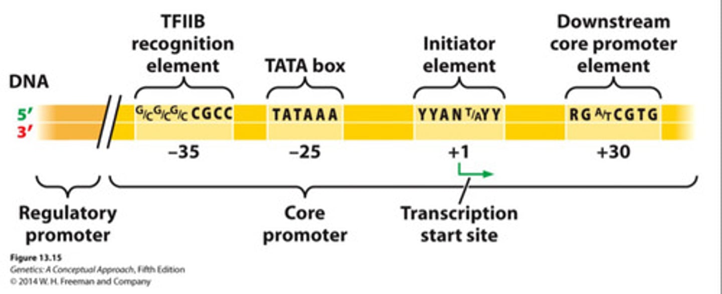 <p>More complex than bacterial transcription initiation</p><p>- 3 types of multisubunit (12 subunits) RNA polymerase recognizes TATA box (-25 ish) in promotor</p><p>- General transcription factors assemble on the core promotor and recruit RNA polymerase II to the transcription start site (no sigma factor)</p><p>- Utilizes a core promotor AND regulatory promotor</p>