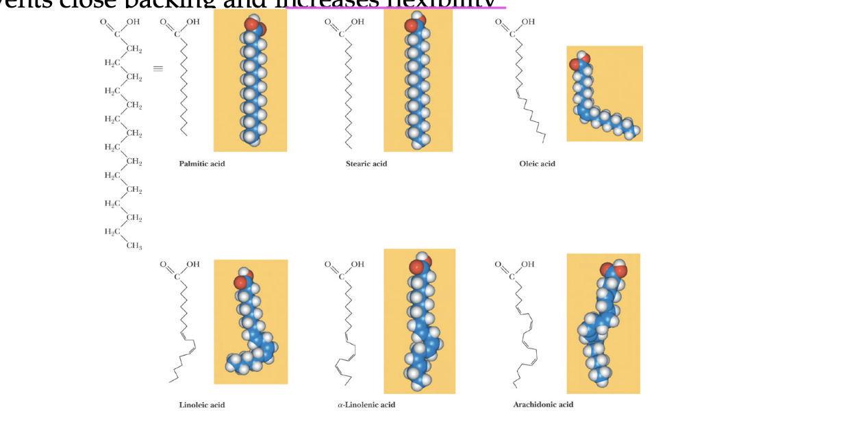 <p>cis</p><ul><li><p>this causes the chain to kink and incr flexibility since it prevents close packing</p></li></ul><p></p>