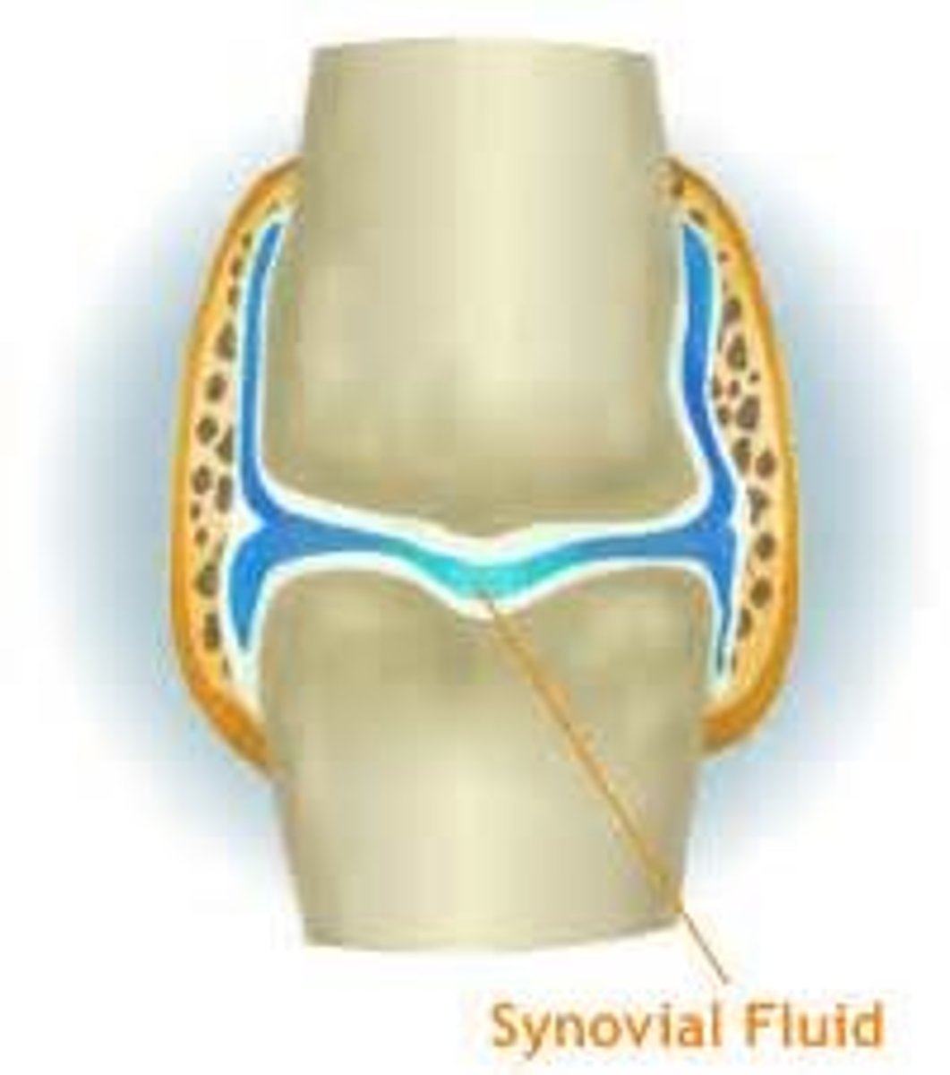 <p>lubricates the articular surfaces of the opposing bones</p>