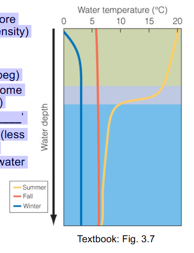 <p><span style="color: rgb(255, 255, 255);">• Exponential decline in solar radiation with depth → temperature declines with<br>depth<br>– thermocline = region of most rapid temperature change (grey area on graphic)<br>• After thermocline, temperature continues to decline with depth but at a slower rate<br>– Some form of thermal stratification occurs in all open bodies of water, different parts /different strata in the water column, typically seen in every water body. <br>– Mixing of the water column can break down this gradient (e.g. winds, currents, seasonal)</span></p><p><span style="color: rgb(255, 248, 248);">• as water cools, it becomes more dense until 4ºC (maximum density)<br>→ below 0-4ºC - less dense<br>Shallow Lakes (e.g. Lake Winnipeg)<br>• Fall: surface waters cool, become more dense, sink (repeatedly), forces cooler bottom temperatures up to the surface, mixes all the water up, eventually same temp at the surface and at the bottom<br>– creates mixing – ‘fall turnover’</span></p><p><span style="color: rgb(255, 248, 248);">Can see the difference season water temperatures on the graph. In fall it is all the same because of the turnover. <br>• Winter: surface waters &lt; 4ºC (less dense) – keeps cold water at surface (freezes) → warmer water below – allows organisms to survive in winter! Cooler water at the surface is less dense so it flows, more dense warmer water stays warmer below where organisms can live.</span></p>