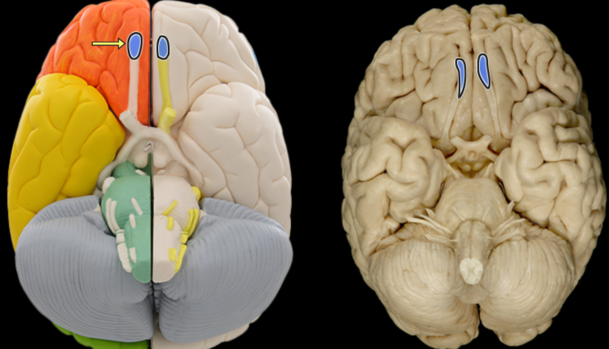 <p>Olfactory bulb</p>