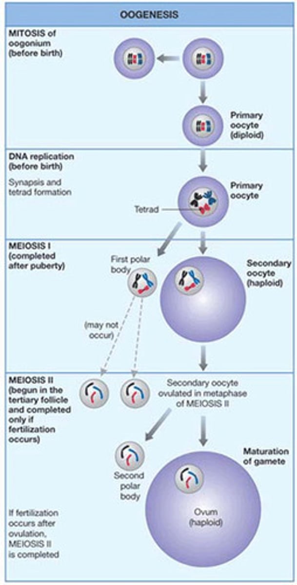<p>-sperm cells are produced in the seminiferous tubules</p><p>-spermatogenic cells make up the walls of the seminiferous tubules and are in various stages of cell division</p><p>-spermatogenic cells give rise to sperm in a series of events:</p><p>Mitosis</p><p>-spermatogonia form spermatocytes</p><p>Meiosis</p><p>-spermatocytes form spermatids</p><p>Spermiogenesis</p><p>-spermatids form sperm</p><p>-maturation process</p>