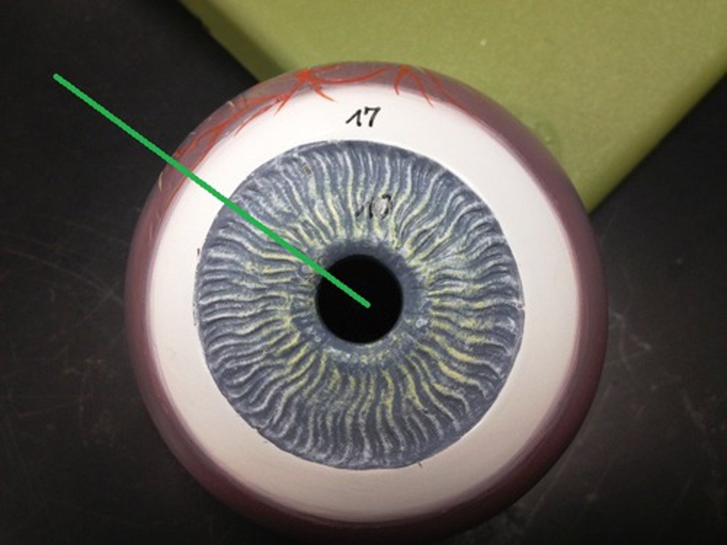 <p>- opening of iris</p><p>- F: allows light to enter eye</p>