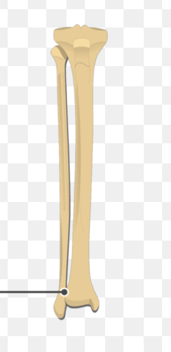 <p>tibia: </p>