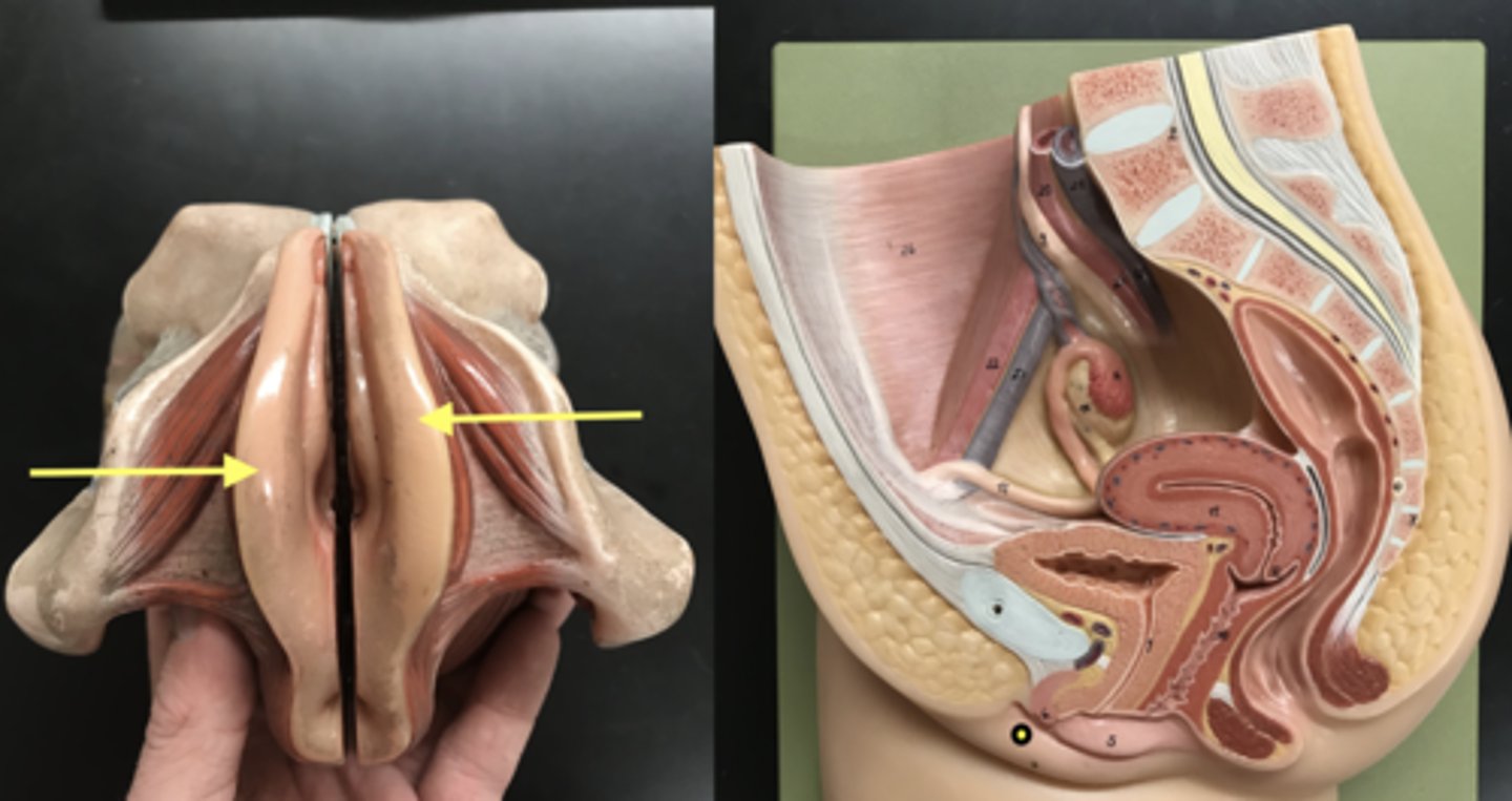 <p>the larger outer folds of the vulva</p>