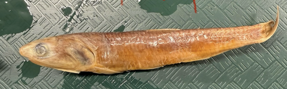 <p>Pacific Sardine <strong>Family</strong></p>