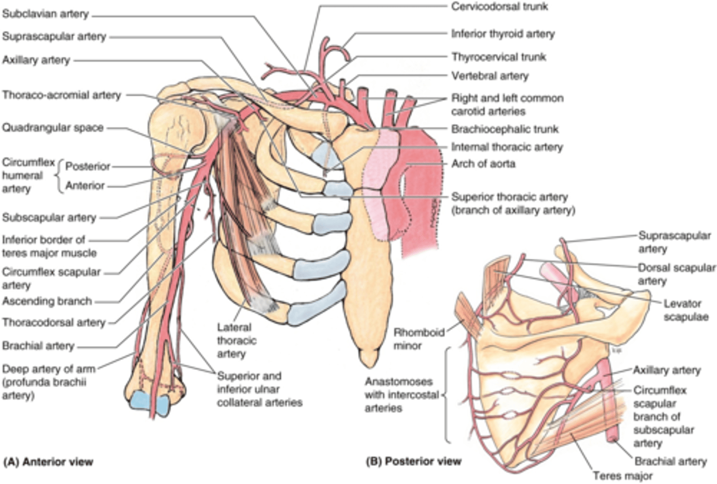 <p>-Suprascapular a</p><p>-Dorsal scapular a.</p>