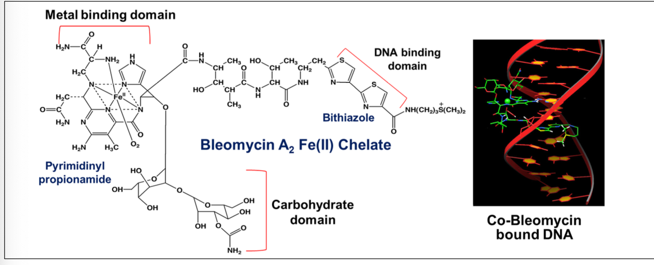 <p>What is the MOA of bleomycin on DNA? </p>