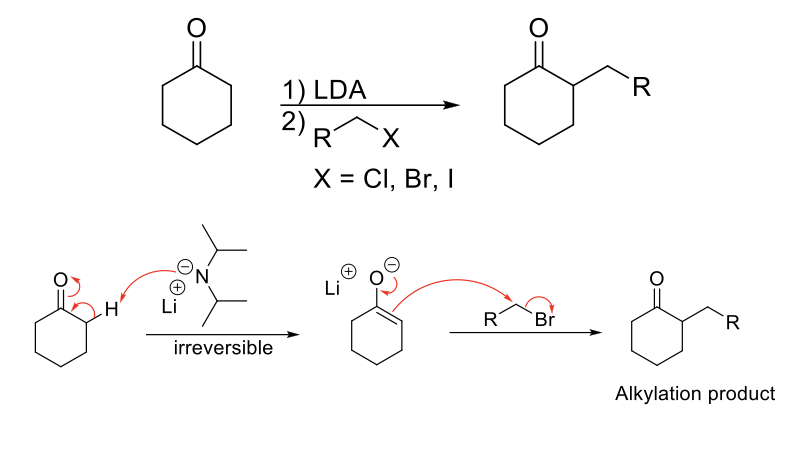 <p><strong>Mechanism:</strong></p><p>1) Enolate formation.</p><p>2) SN2 reaction: Formation of C=O, double bond attacks R-X, X leaves.</p><p></p><p><strong>Notes:</strong></p><p>Requires irreversible enolate formation so that aldol side product does not form.</p><p>Weaker bases can form aldols or SN2 themselves with R-Xs.</p><p>SN2 limitations apply.</p><p>Drawbacks include multiple alkylation and competition with elimination products for secondary and tertiary R-Xs.</p><p>Kinetic control = short rxn time, low temp (-78 C), large base (LDA) = favors kinetic enolate (less substituted/stable).</p><p>Thermodynamic control = long rxn time, high temp (25 C), small base (NaH) = favors thermodynamic enolate (more substituted/stable).</p>