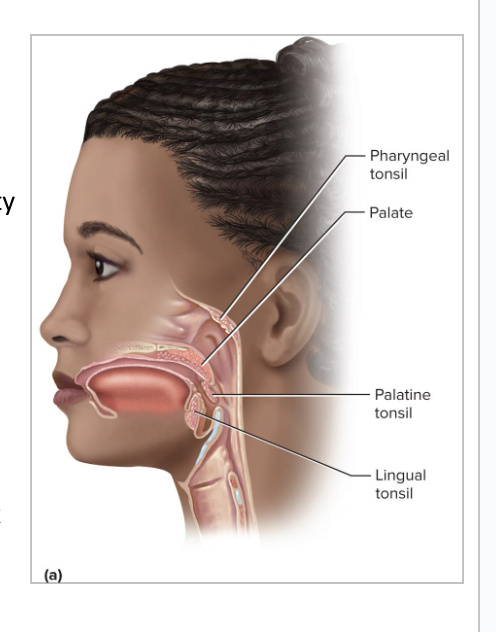 <p>aka adenoids</p><ul><li><p>Single tonsil on wall of nasopharynx</p></li></ul><p></p>