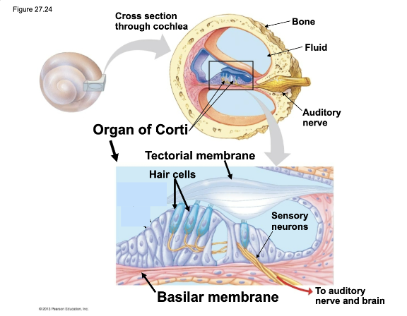 <p>where the production of hair cells are made (this is within the cochlea)</p>