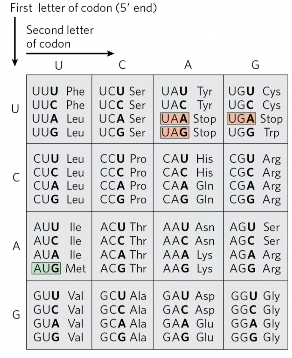 <p>Determine what the codon, anticodon, and amino acid are for this sequence of DNA (the bottom strand in the 5’ —&gt; 3’ direction is the coding strand)</p><p>3’-ATG-5’</p><p>5’-TAC-3’</p>