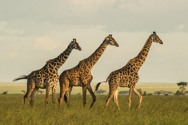 a group of interdependent organisms inhabiting the same region and interacting with each other