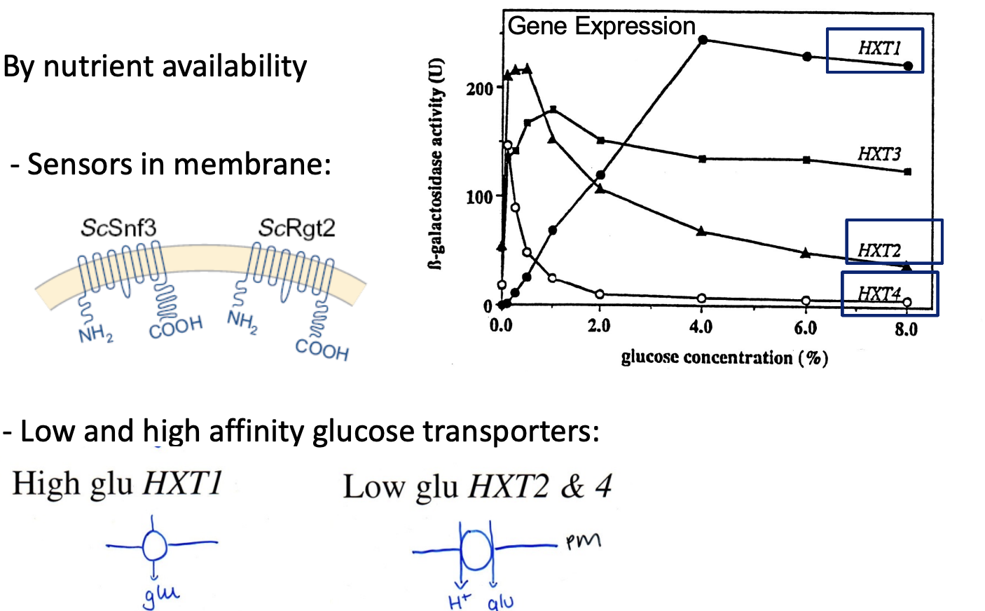 <p>HXT expression- hexose transporter</p><ol><li><p>At low external glucose</p><ul><li><p>HXT2 and HXT4 are expressed</p></li><li><p><strong>high affinity H+ coupled glucose sympoters</strong></p></li></ul></li><li><p>entry of glucose triggers phosphoylation (via cAMP?)</p><ul><li><p>of Regulatory C-terminus of plasma membrane H+-ATPase</p></li><li><p>Activit increase to aid the H+ coupled glucose symporters</p></li></ul></li></ol><p></p><p><em>Other genes encode for low affinity non-coupled transporters</em></p><p></p><p></p>