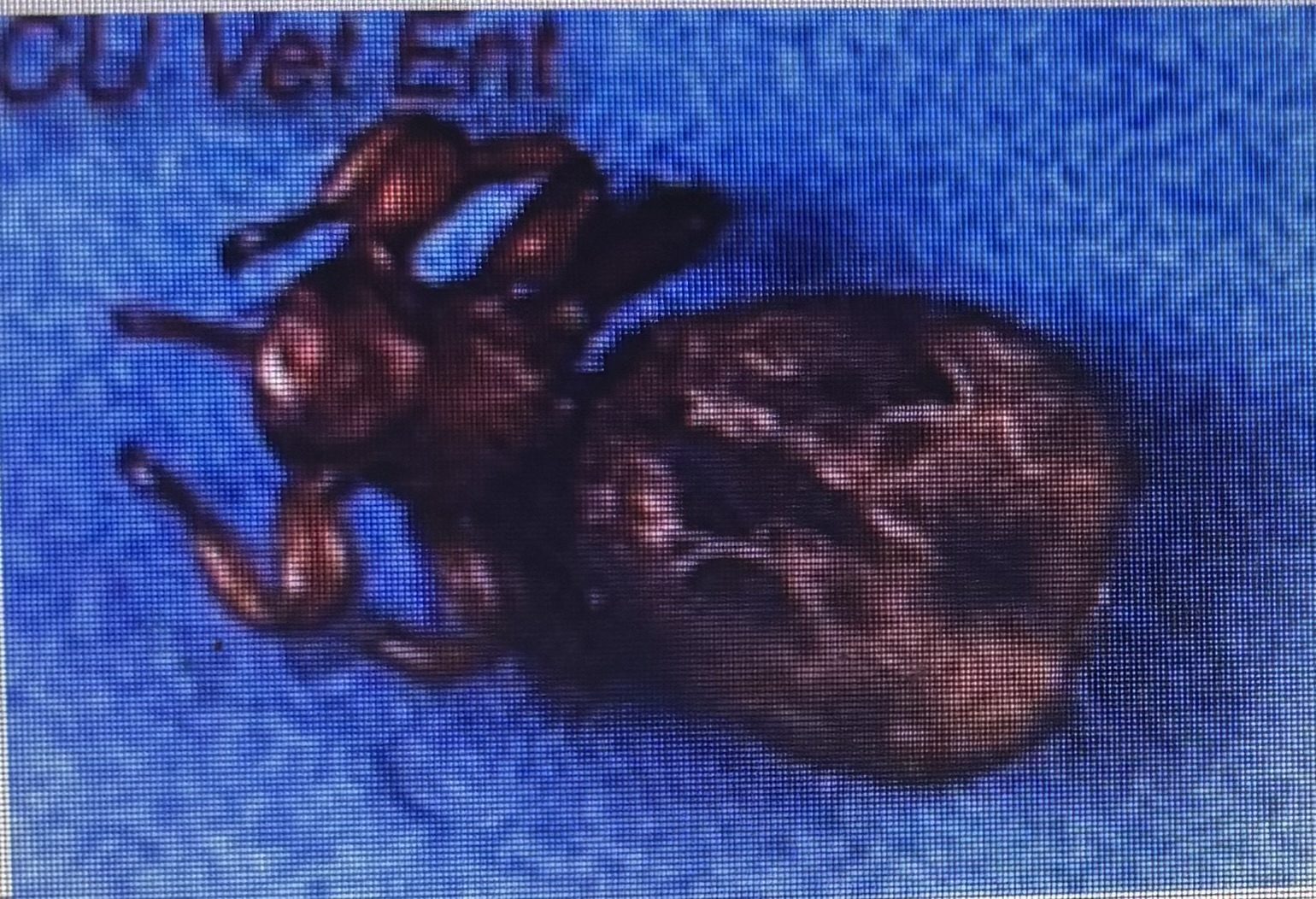 <p>Biting fly</p><p>Permanent ectoparasites of sheep and goats </p><p>Sheep ked</p>