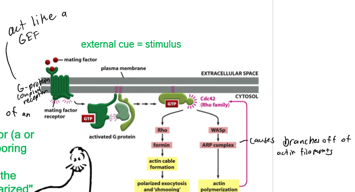 <p>polarized behavior during conjugation; each haploid cell can secrete a diffusible mating factor (signal) which activates a pathway that triggers the cell to produce a “polarized” response; 2 types - a and alpha; ex. a extends a protrusion in response to an alpha mating factor</p>