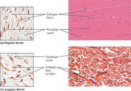 <p>connective tissue that is not tightly packed, providing strength and support in multiple directions, commonly found in dermis of the skin and organ capsules. </p>