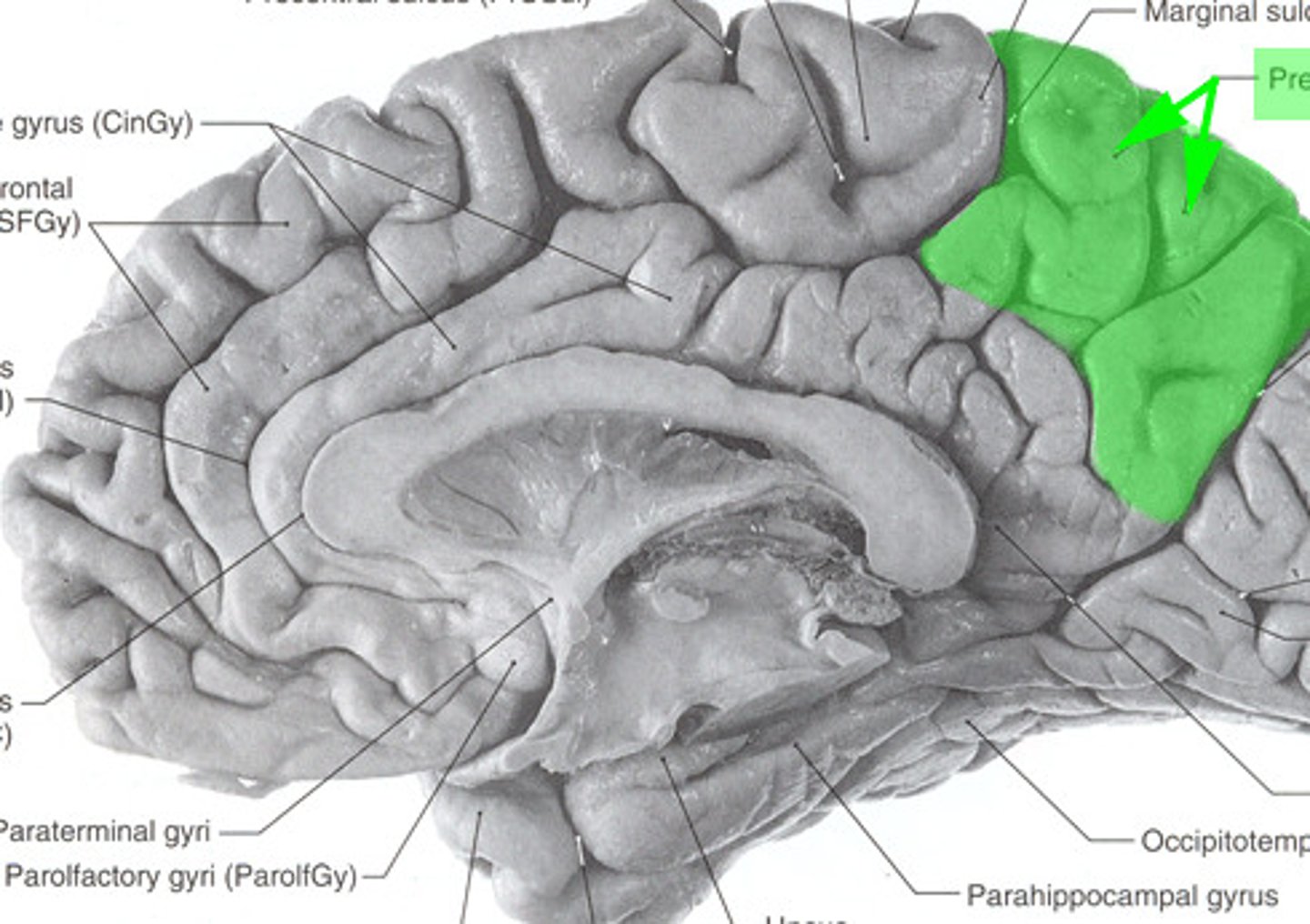 <p>visual spatial processing</p>