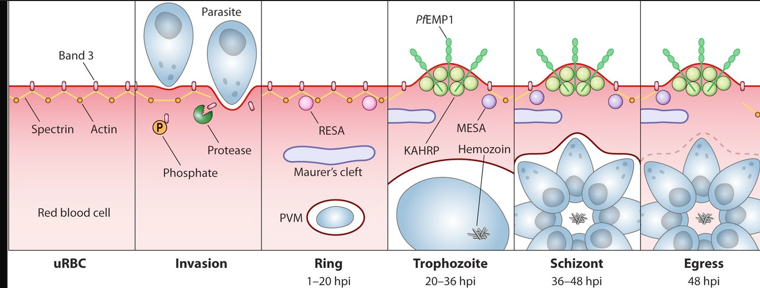 <p>the development of feeding stages </p><p>trophozoites ptoduce enzymes to degrade haemoglobin </p><p>novel transporter system - maurer’s clefts </p><p>then you result in deformed shape of the RBC </p><p>RBC becomes deformed with lumps on its surface (knobs)</p>