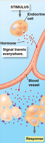 <p>releases signaling molecules that are carried to all locations in the body</p><ul><li><p>broadcasts hormone signaling molecules</p></li><li><p>well-adapted for coordinating gradual changes that affect the entire body</p></li><li><p>signaling maintains homeostasis, mediates responses to stimuli, regulates growth and development, and triggers changes underlying sexual maturity and reproduction</p></li><li><p>1 of 2 major systems for coordinating and controlling responses to stimuli in animals</p></li></ul><p></p>