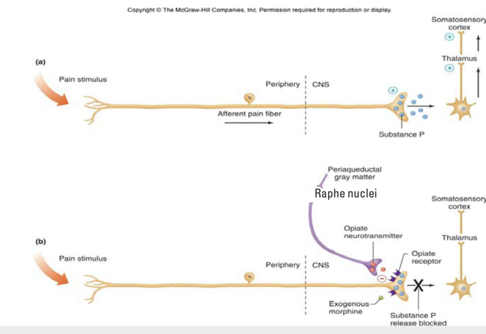 1. Receives input from many areas in the cortex (often emotional) 
2. Neurons descend to medulla (raphe nuclei)
3. Neurons descend to spinal cord to depress activity

** sends information down to spinal cord and synapses in dorsal horn**
