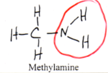 <p>amines (example: methylamine)</p>