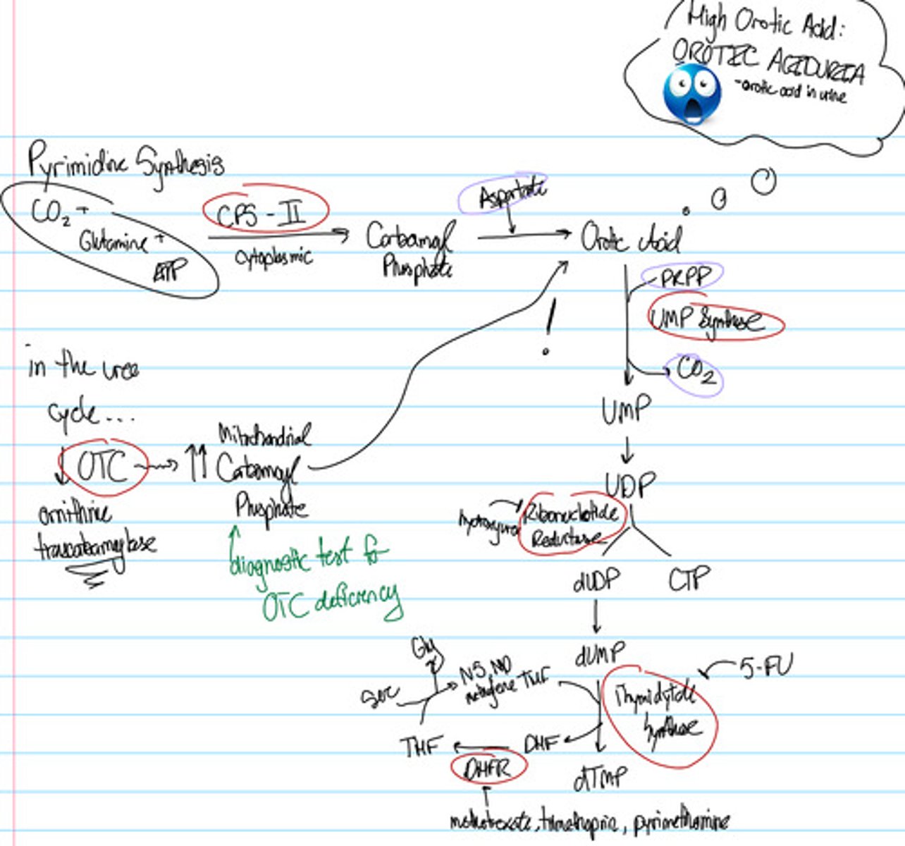 knowt flashcard image