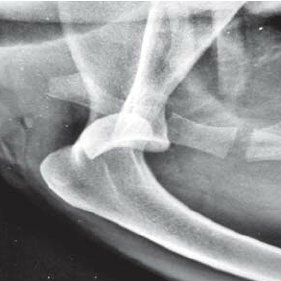 <p>X-ray</p>