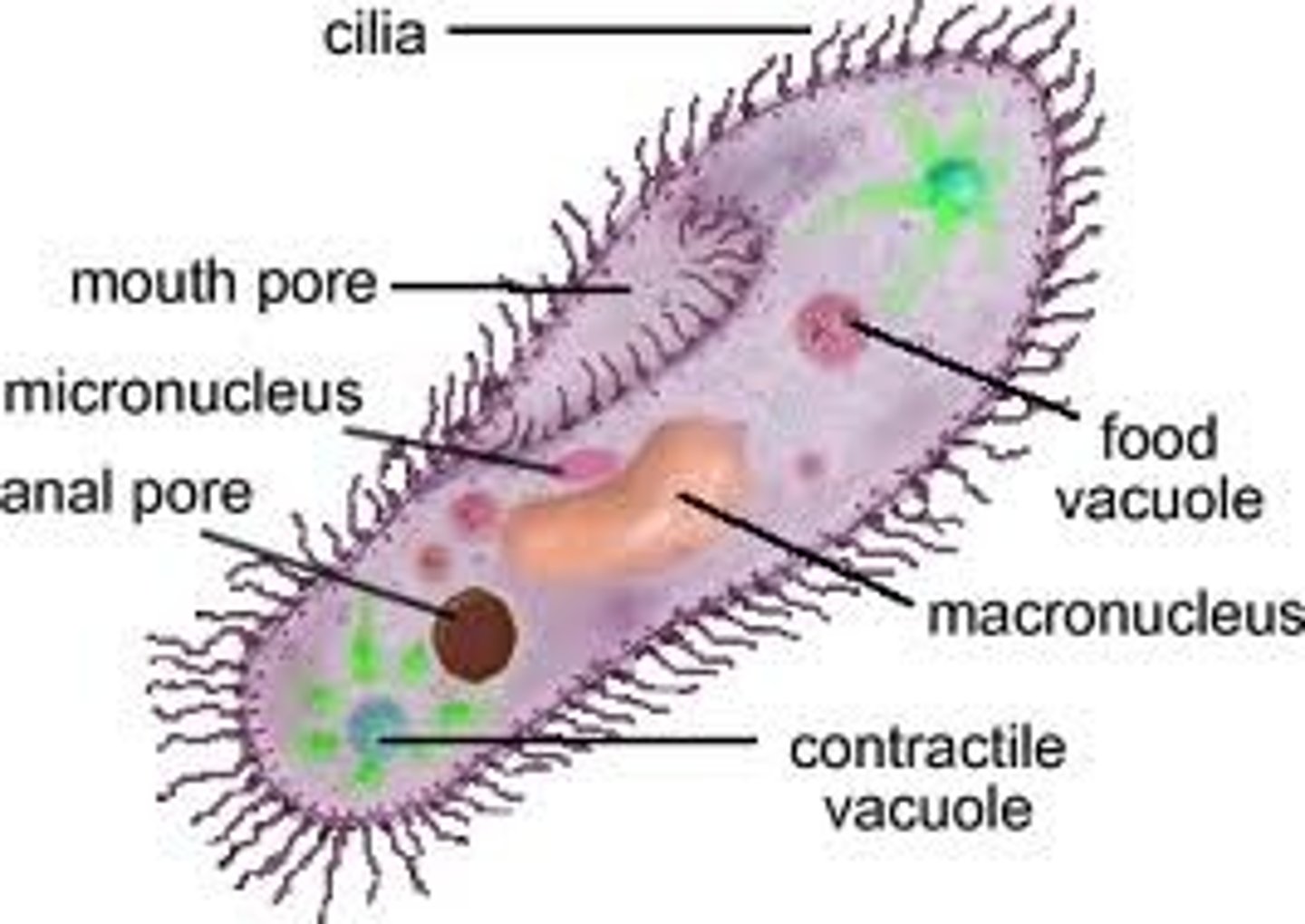 <p>Hairlike projections that extend from the plasma membrane and are used for locomotion</p>