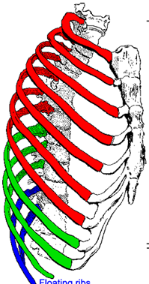 <p>Name and number all the ribs in the body</p>