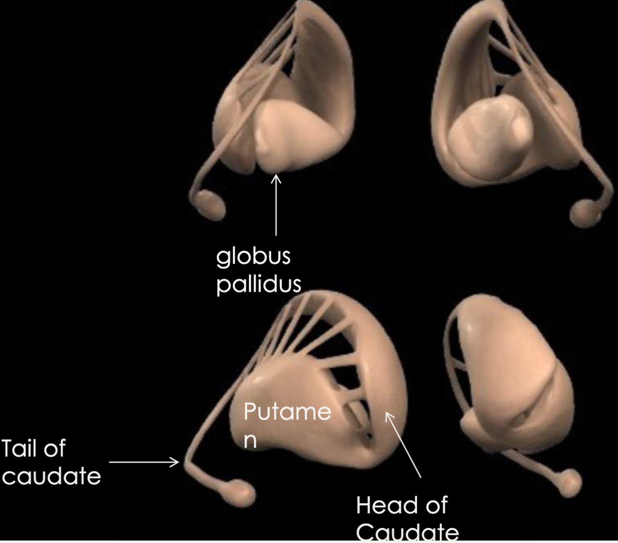 what is the function of the basal ganglia?